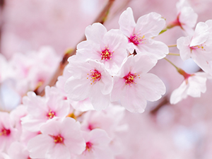 桜